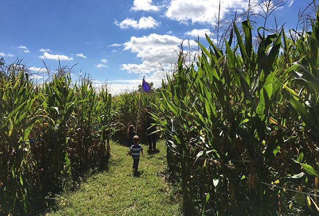 Fall day trips from NYC: The Amazing Maize Maze