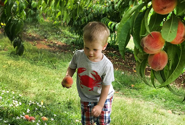 Summer day trips from NYC peach picking at Alstede Farms