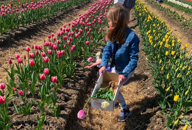 Image of tulips at Cider Hill Farm - Flower Farms Near Boston