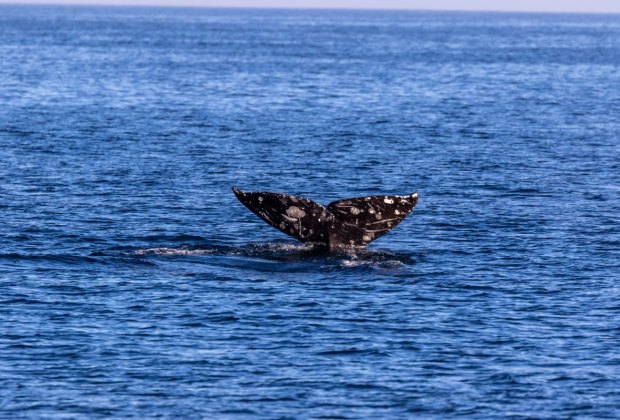 How about a whale of a birthday adventure on a whale watching cruise?