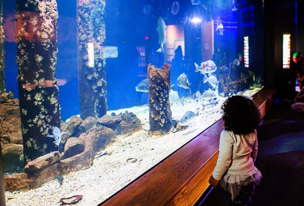 Things To Do in Jackson, MS: Mississippi Museum of Natural Science