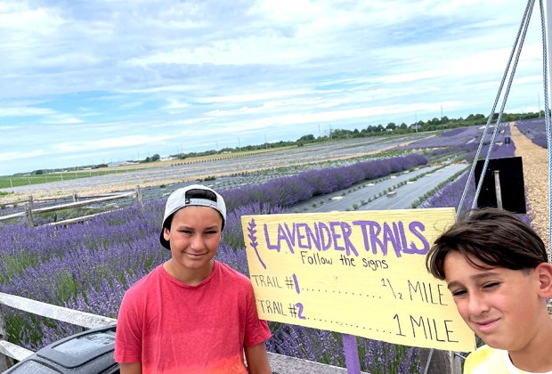 Fields of lavender at Lavender By The Bay
