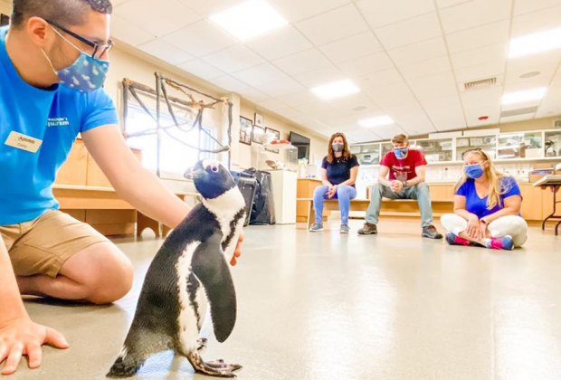 Jenkinson's Aquarium penguin show New Jersey Boarawalks