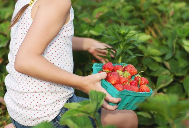 Johnson's Corner farms. girl with a basket of strawberries