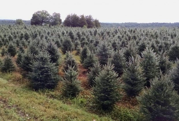 Christmas Tree Farms In Fairfield County Ct Mommypoppins Things To Do In Connecticut With Kids