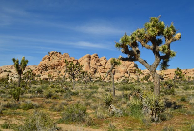 Road Trips from Los Angeles for Families: Joshua Tree National Park