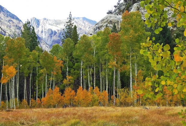  Fall Foliage near Los Angeles: the Aspens by June Lake