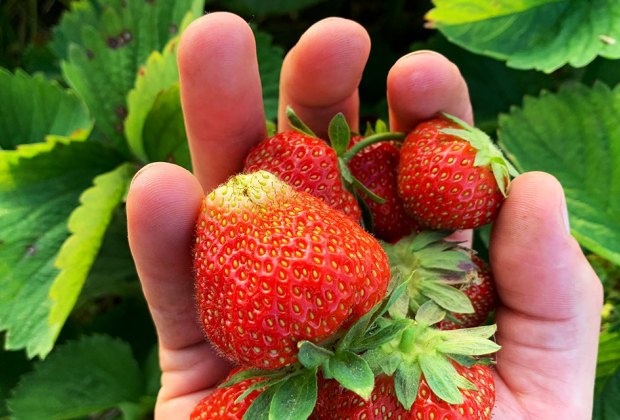 Go strawberry picking to grab a handful of fresh berries