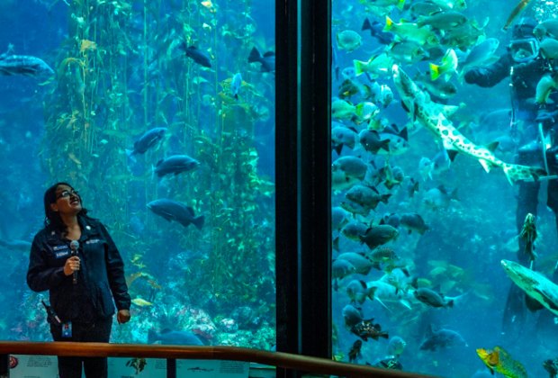 Best day trips from San Francisco: Monterey Bay Aquarium