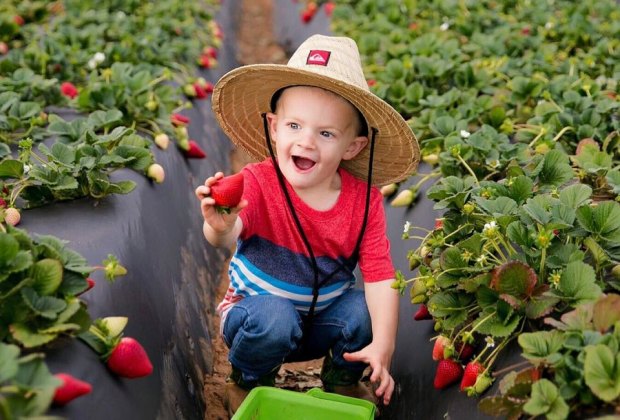 Strawberry Picking Near Los Angeles: Kenny's Strawberry Farm