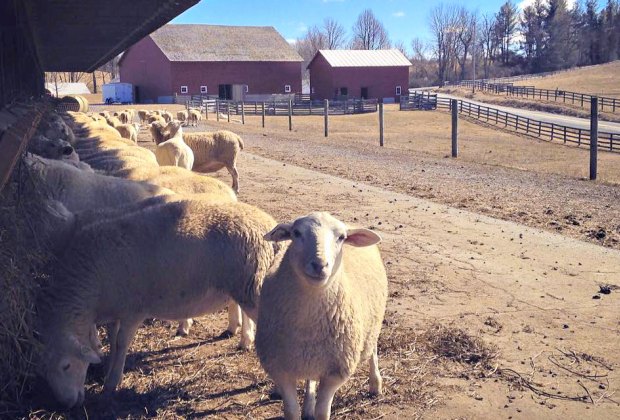 Farm stays near NYC: Kinderhook Farm