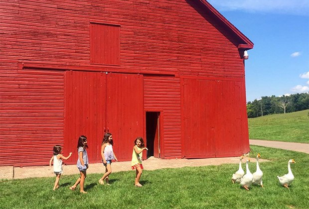 kids near a barn with geese