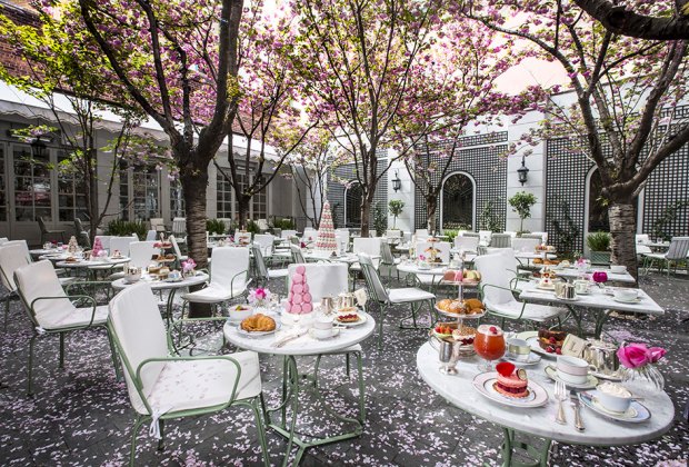 Laudree Backyard dining with beautiful trees