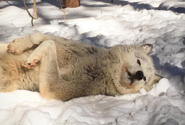 Adirondack Wildlife Refuge white wolf in snow Things to Do in Lake Placid on a Winter Vacation