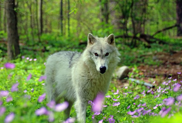 a wolf at the Lakota Preserve in spring