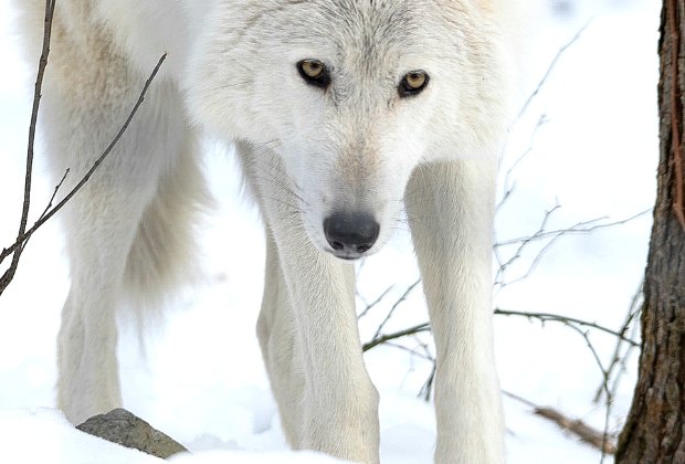 Visiting the Lakota Wolf Preserve in NJ with Kids