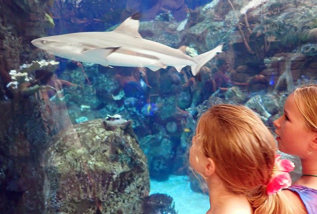 Things To Do in Vegas with Kids: Shark Reef Aquarium