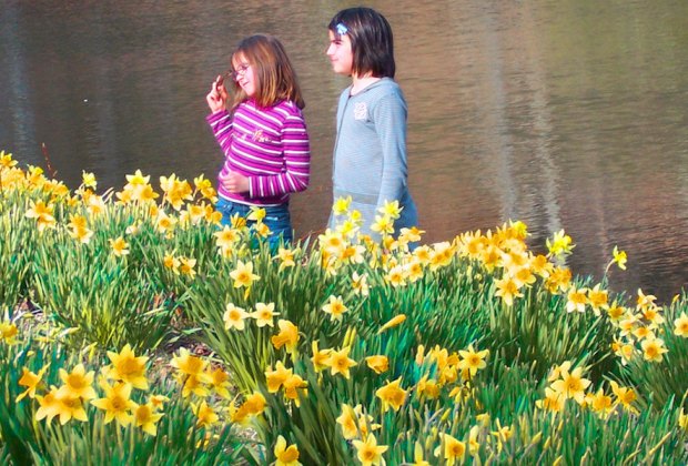 Spring Activities For You and the Kids in the Hartford Area A scenic drive from Hartford will bring you to Litchfield and daffodils galore. Photo courtesy of Psyberarist via Flickr/cc by 2.0
