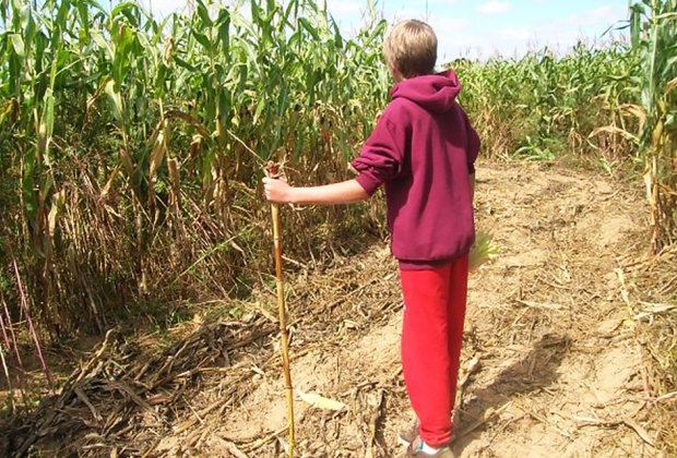 Corn maze near Long Island Glover Farms