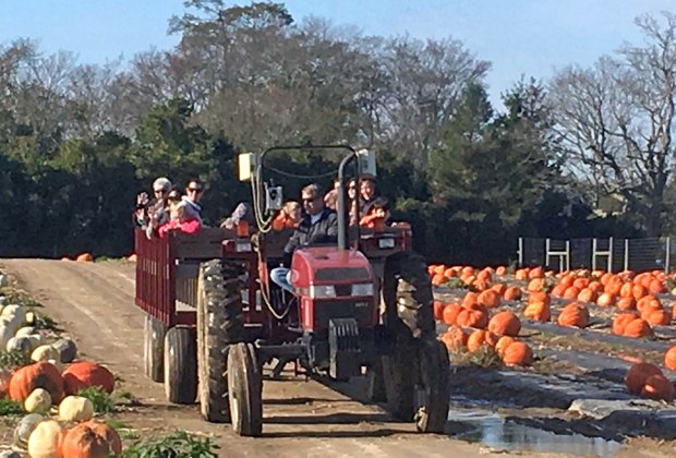 Hayrides on Long Island Hank's PumpkinTown