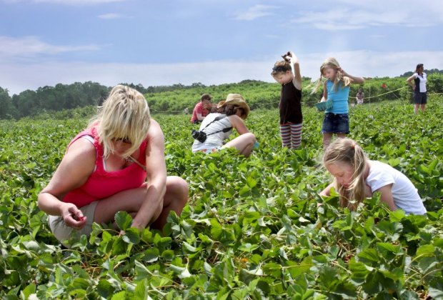 strawberry picking at Linvilla Orchards