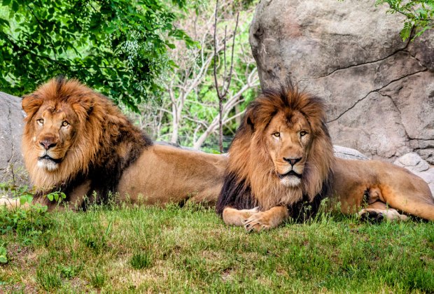 Photo of lions at Franklin Park Zoo - 100 Things To Do in Boston