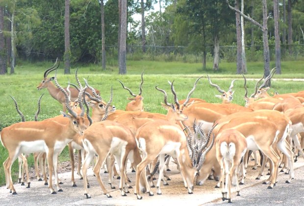 Antelope at Lion Country Safari