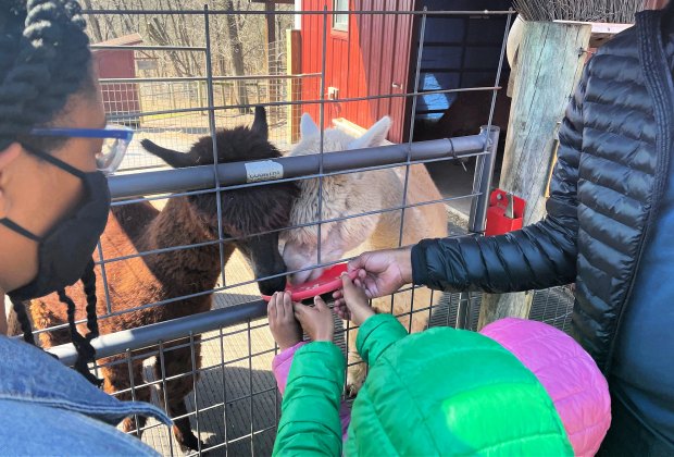 You can feed the alpacas by hand at Little Lost Creek.