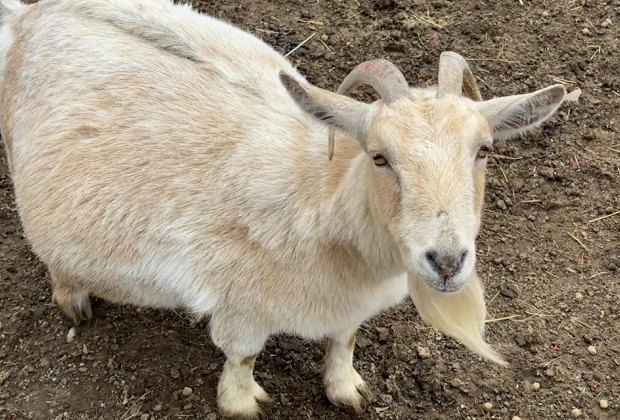 Visiting Harbes Family Farm with Kids: Farm animals goats