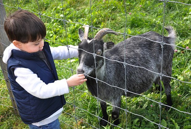 Animal Farms and Petting Zoos for Boston Kids | MommyPoppins - Things