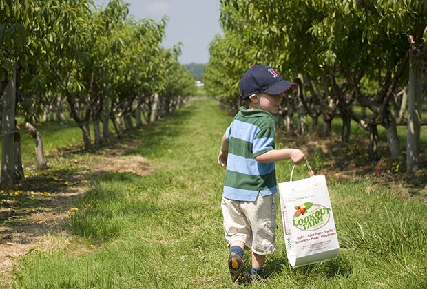 Image of a young child at an orchard for apple picking near Boston.