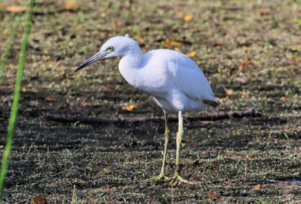 Wildlife Hikes for Kids  in Los Angeles: Little Blue Heron at the Madrona Marsh. 