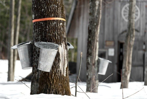 Maple Sugarhouses in the Hartford Area