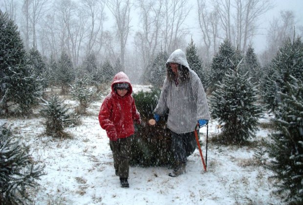 Christmas Tree Farms in Fairfield County, CT Picking your own tree straight from the field is even more fun in the snow. Photo courtesy of Maple Row Farm