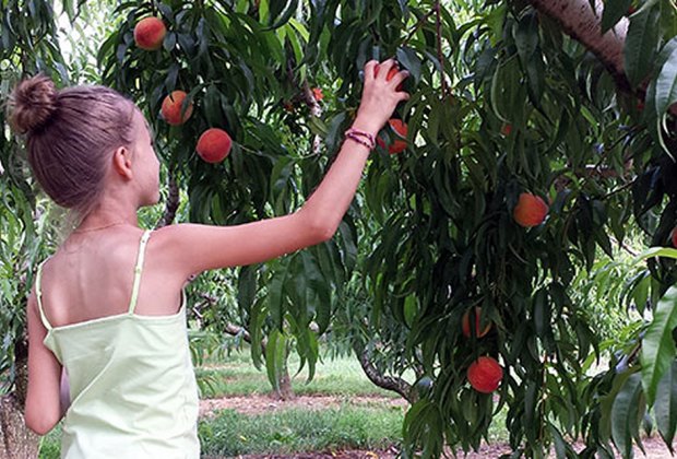 peach u pick farm near me