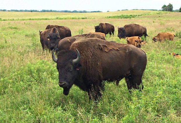 Hikes in Chicago: Midewin National Tallgrass Prairie