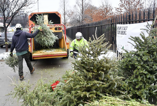 Live Christmas trees being recycled