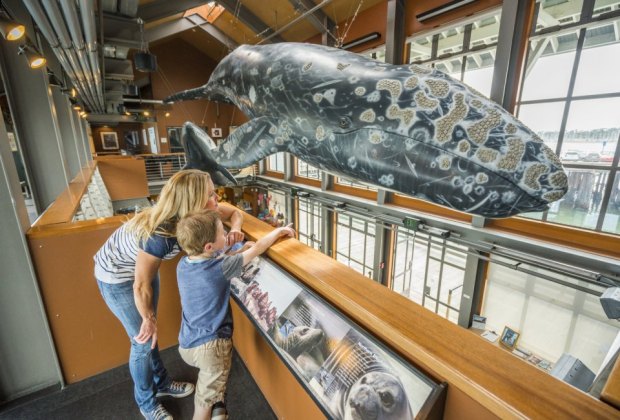 Visiting Museum of Natural History Sea Center Santa Barbara is one of the best California vacation ideas for families