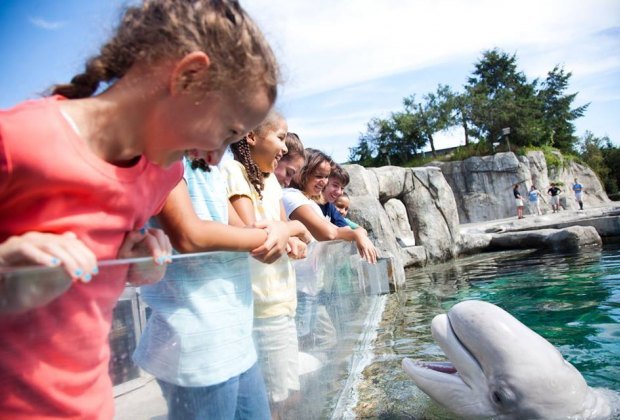 See the Beluga Whales on a summer day trip