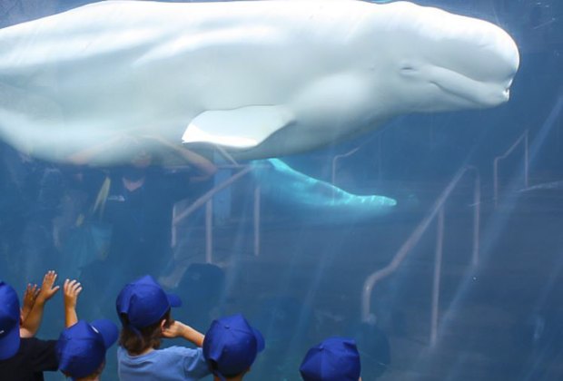 Image of Beluga whale in Mystic - Fall Day Trips From Connecticut