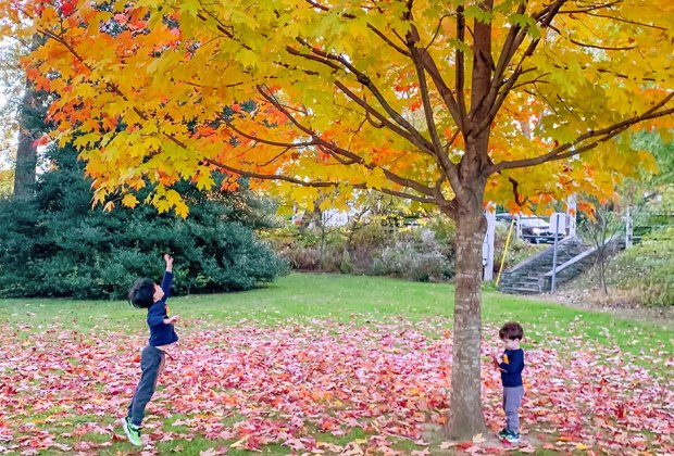 Fall leaves