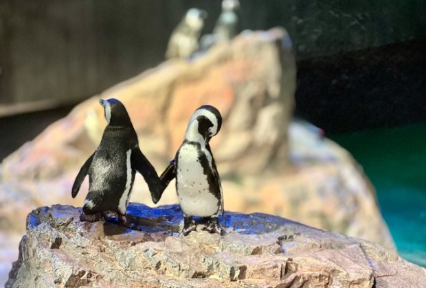 Photo of penguins touching flippers at Boston's aquarium.