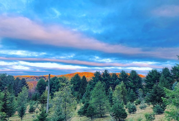 The Evergreen Farm christmas tree field