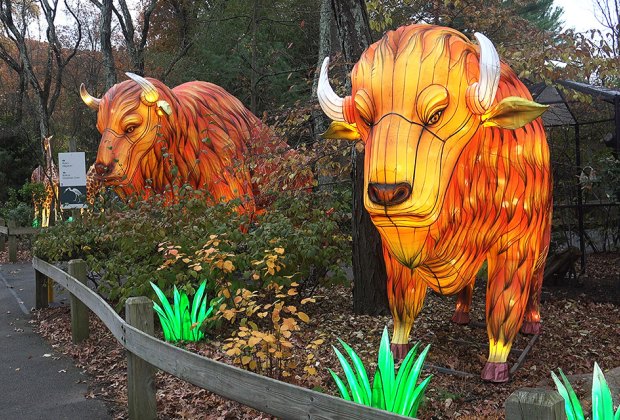 Let it Glow buffalo lanterns at the Bergen County Zoo