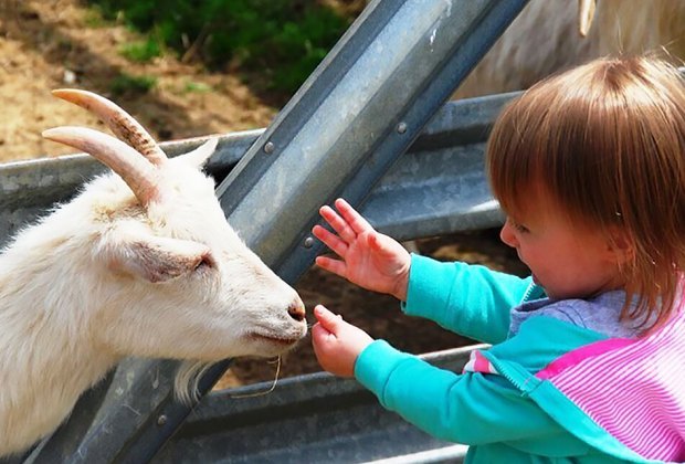 Baby animals are spring break companions at Alstede Farms