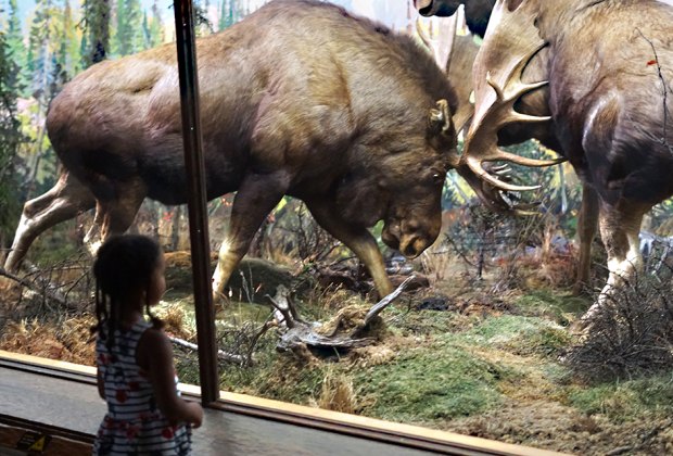 AMNH: Moose in the Hall of North American Animals