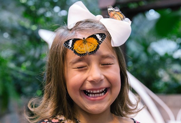 The Butterfly Palace: Branson with Kids: 50 Best Things To Do in Branson, MO