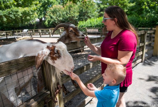 best things to do in Queens with kids the Queens Zoo