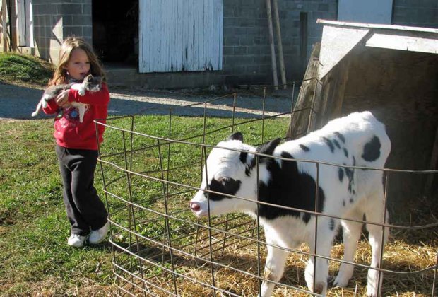 Farm Stays near NYC:Meadow View K Farm Guest House