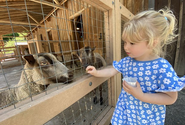 Prospect Park Zoo Reopens: feeding the sheep